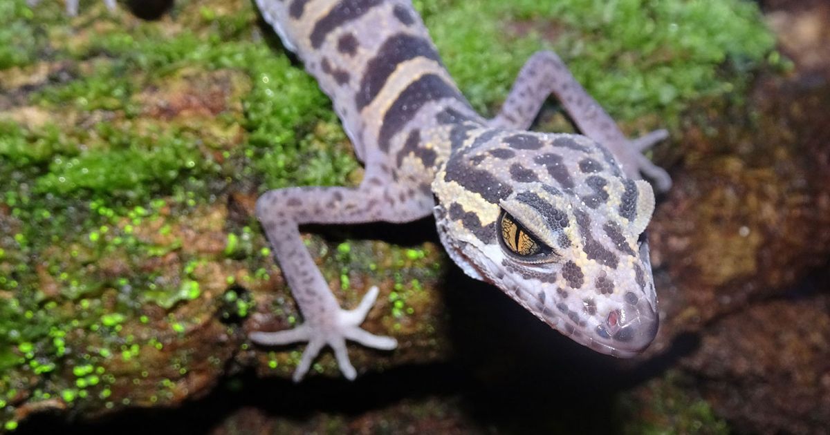 Der Gecko Artenschutz Zootier des Jahres