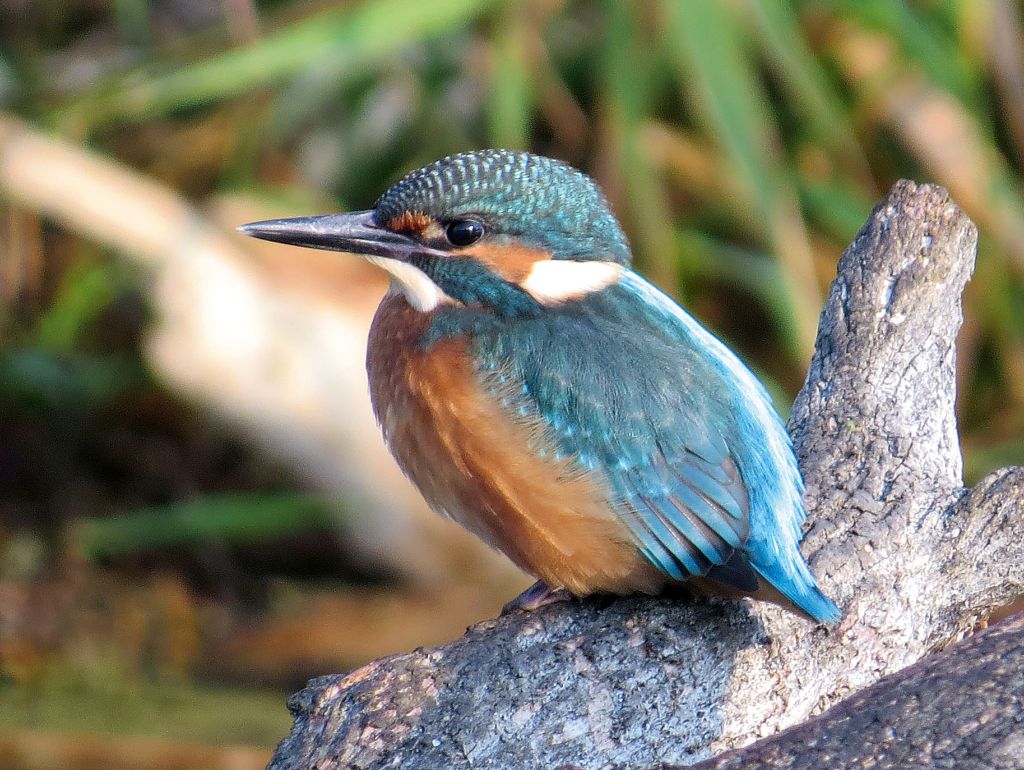 Unteres Odertal Eisvogel