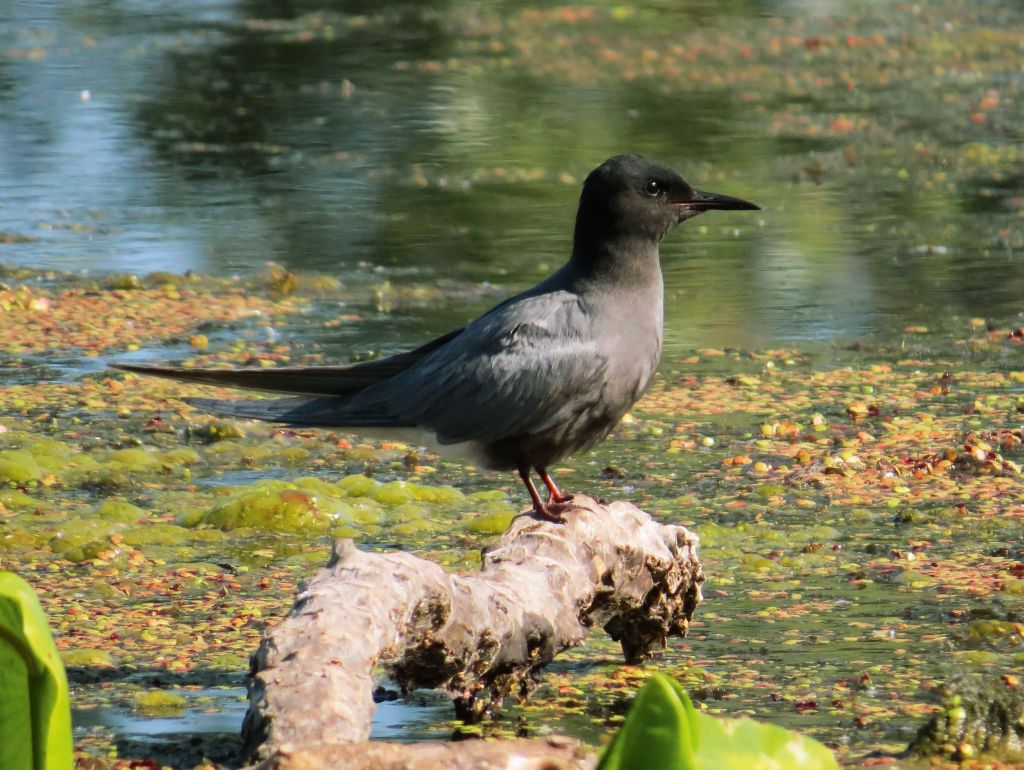 Unteres Odertal Trauerseeschwalbe