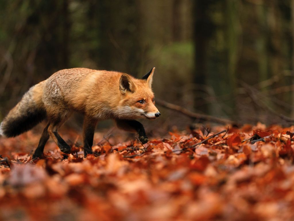 Fuchs im Wald