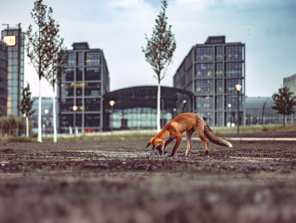 Fuchs vor dem Hauptbahnhof Berlin