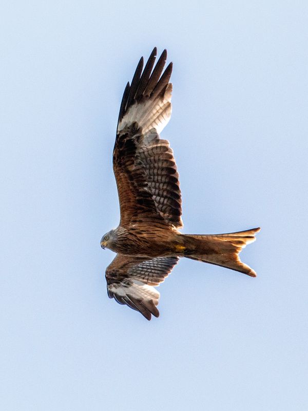 Ein fliegender Rotmilan Vogel