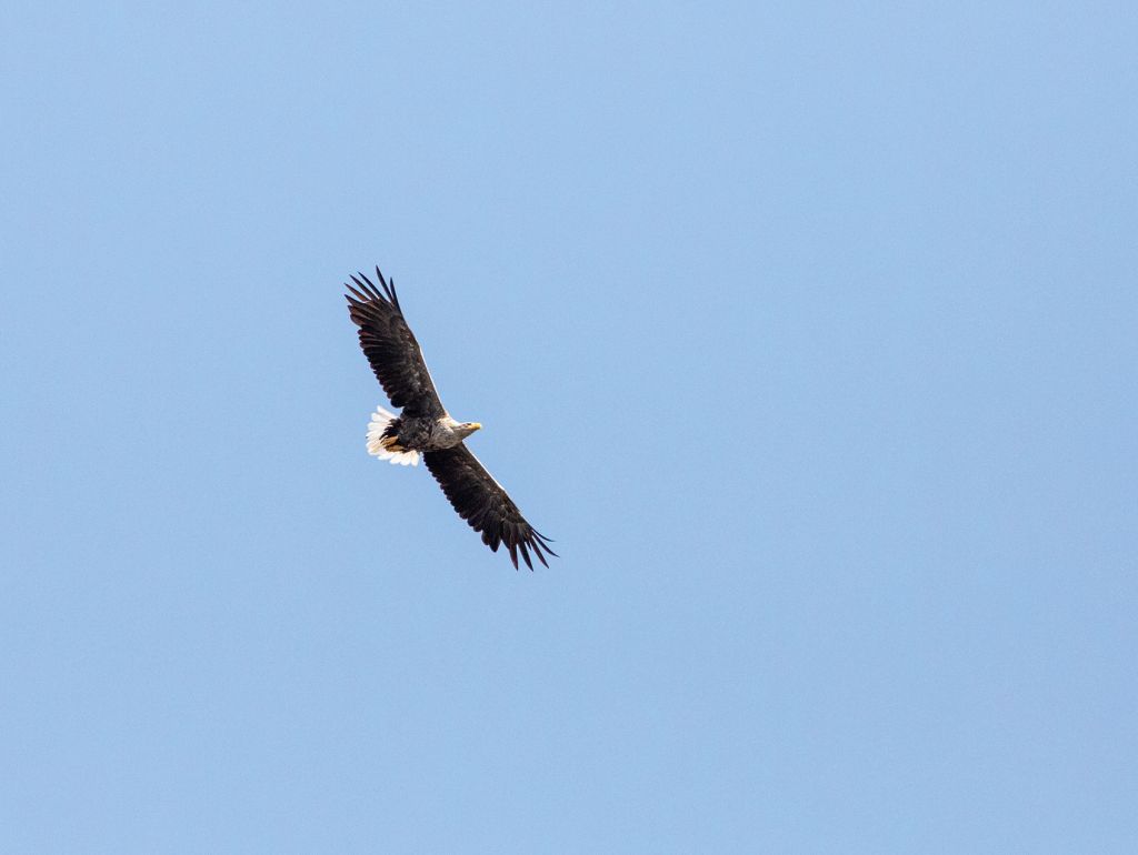 Ein Vogel fliegt am Himmel