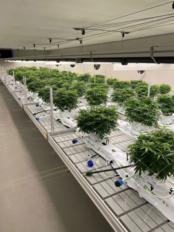 Cannabispflanzen im Labor