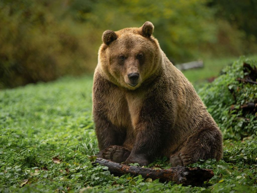 Braunbär sitzend im Wald