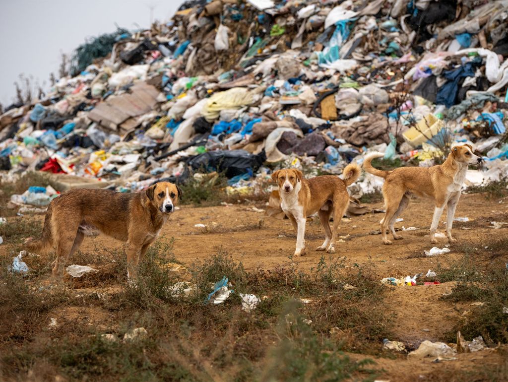 Streunende Hunde auf einer Müllhalde
