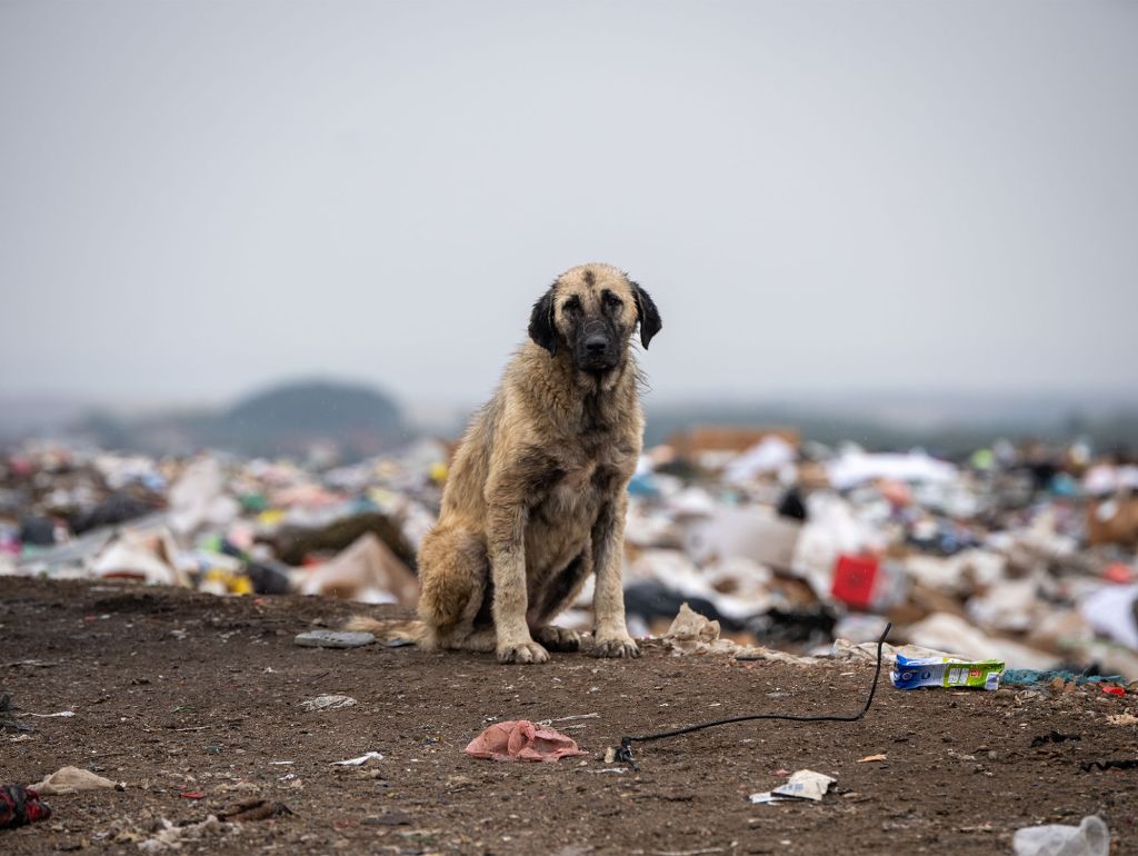 Streunender Hund im Kosovo auf einer Müllkippe