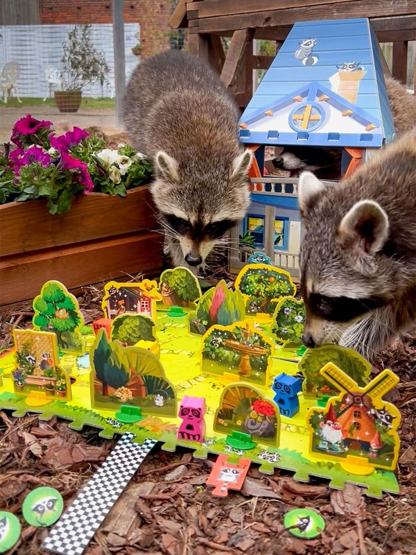 Waschbären und ein Brettspiel