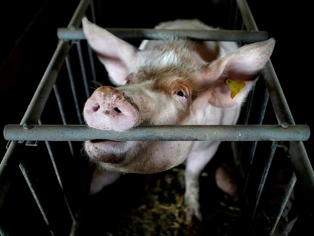 Ein Schwein im Gatter