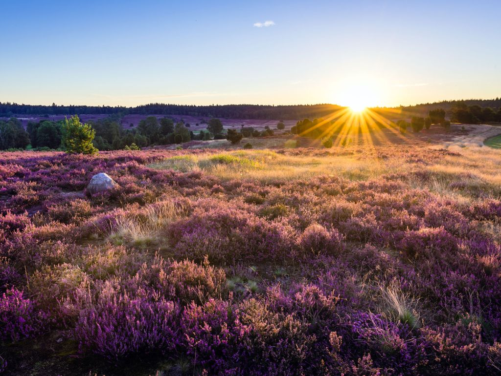 Blick auf Heide im Sonnenuntergang