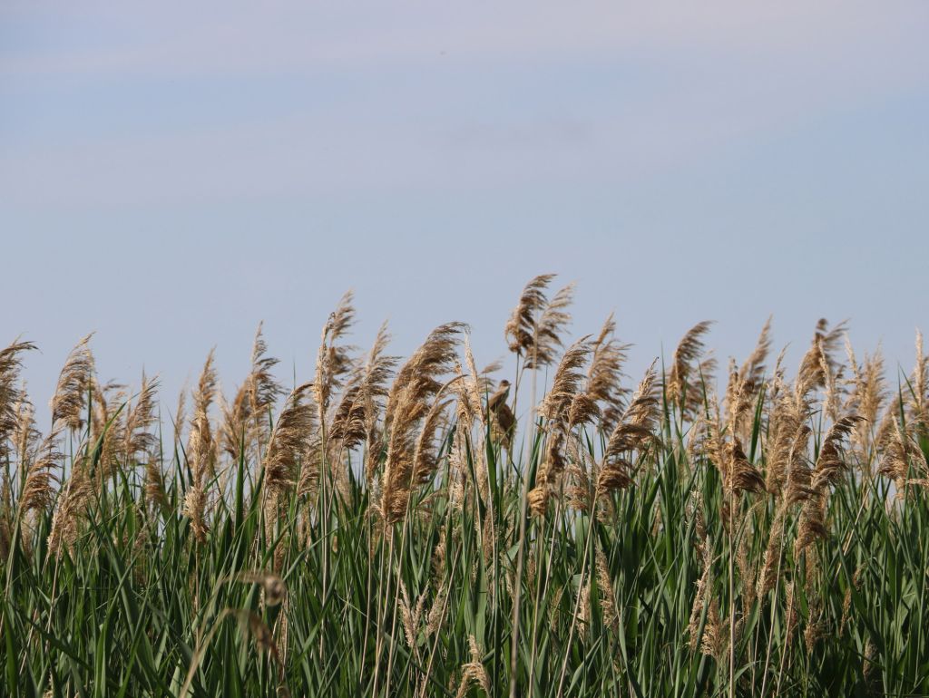 Schilfrohr, Vogel und blauer Himmel