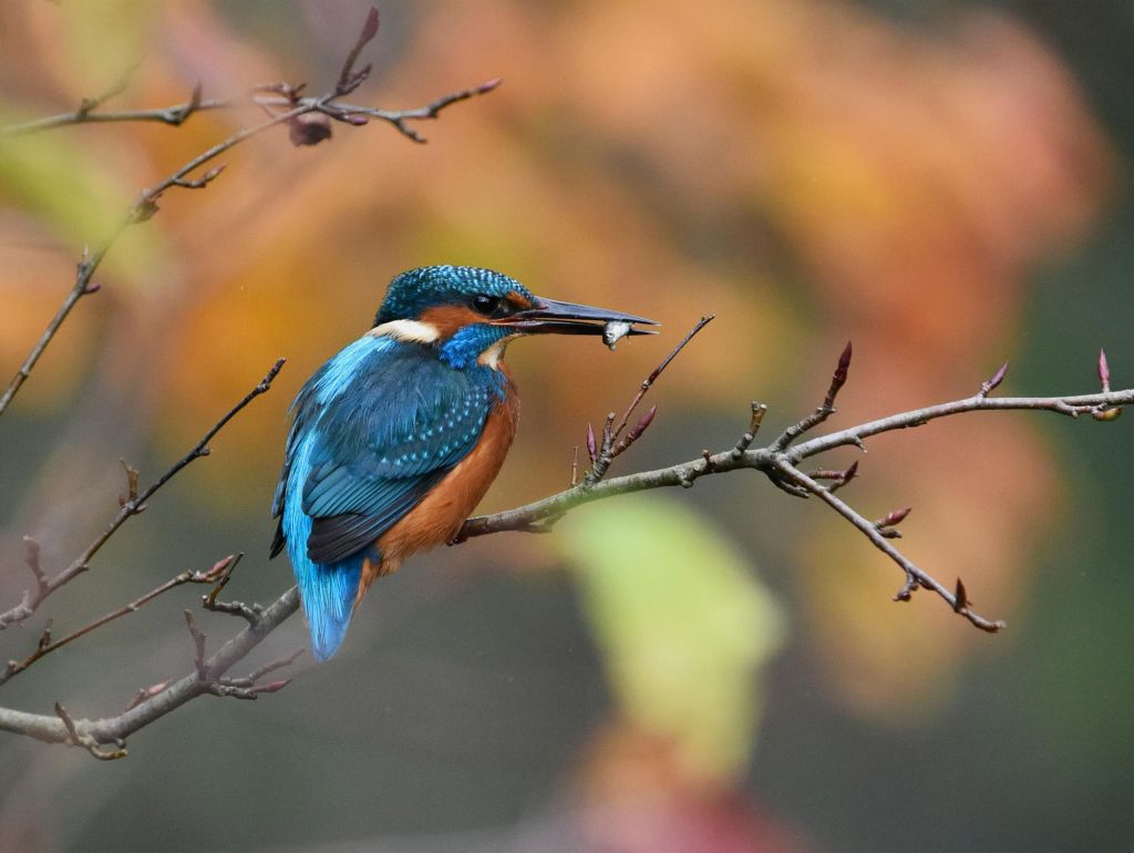 Eisvogel im Baum