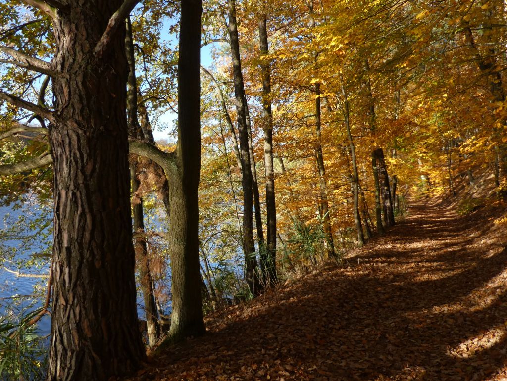 Blick auf Weg im Herbst in der Schlaubetal 