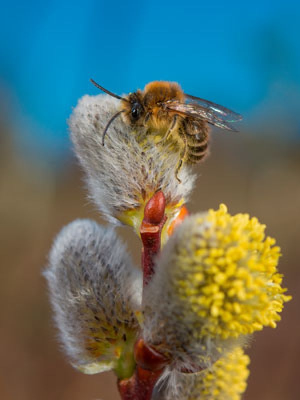 Eine Wildbiene ernährt sich vom Nektar einer einheimischen Wildpflanze