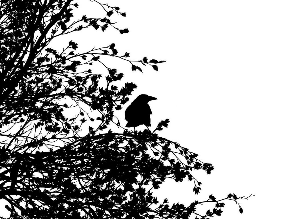 Schwarz weiss Foto von einer Krähe in einem Baum
