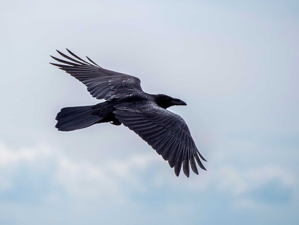 Eine schwarze Krähe im Flug