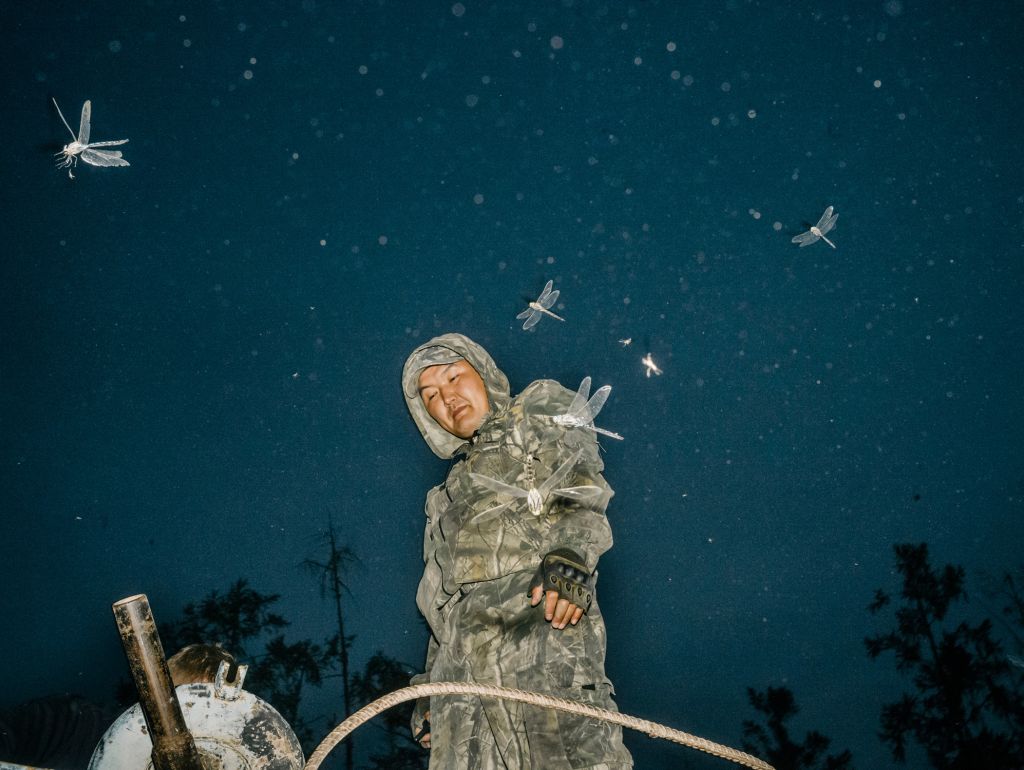 Dragonflies catching mosquitoes, Jakutien, Russland, Juli 2021 
