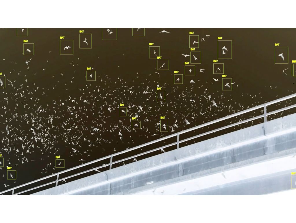 You Only Look Once (YOLO), Echtzeit- Objekterkennungs-Algorithmus für maschinelles Lernen, verwendet mit Aufnahmen einer „Fledermauswolke“, Yolo Basin, Kalifornien, 2024