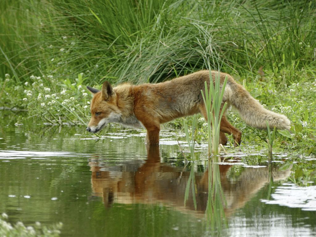 Golfplatz wird zur Oase für Wildtiere. Ein Fuchs stillt seinen Durst