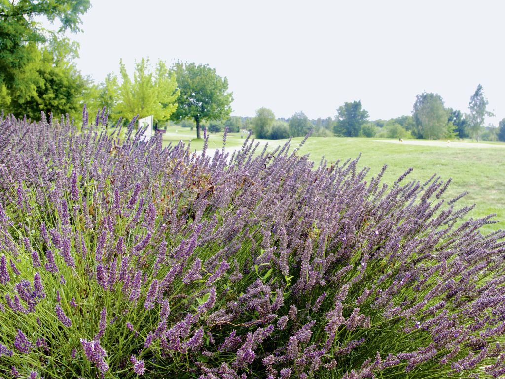 Lavendel sieht immer schön aus und lockt Bienen und Schmetterlinge an