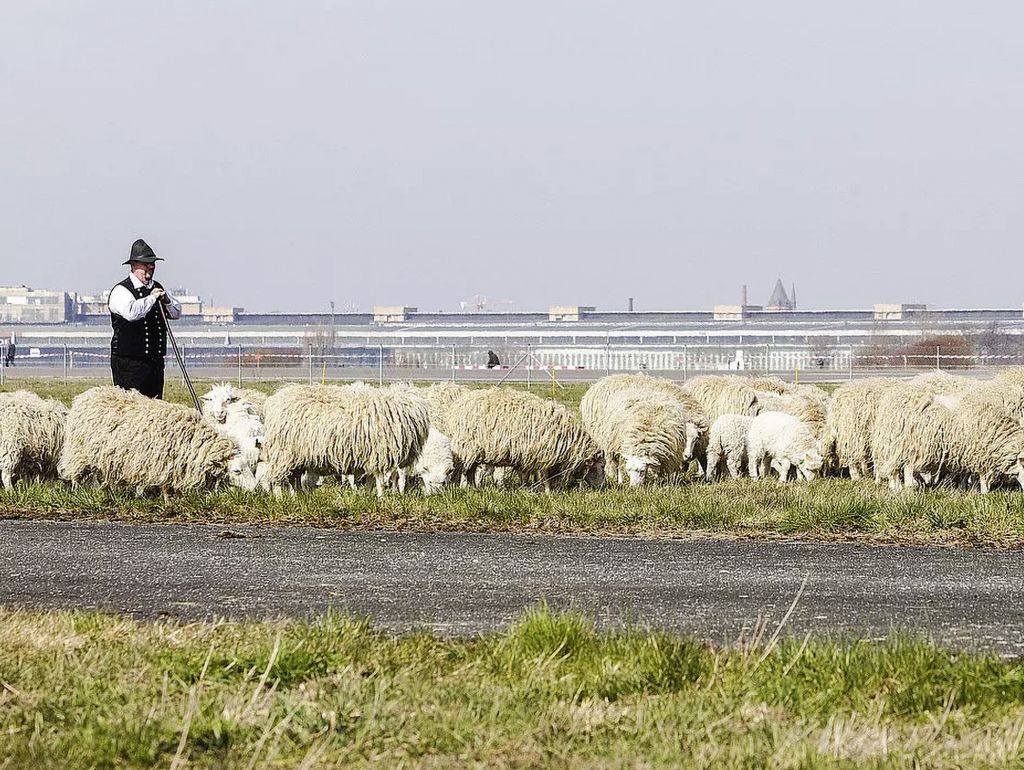 Rund 200 Schafe grasen regelmäßig auf dem Tempelhofer Feld