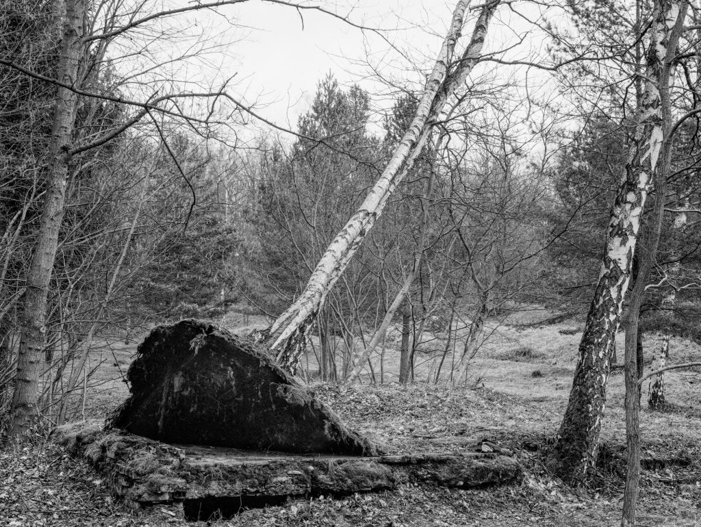 Buchenwald Wald-Bilder