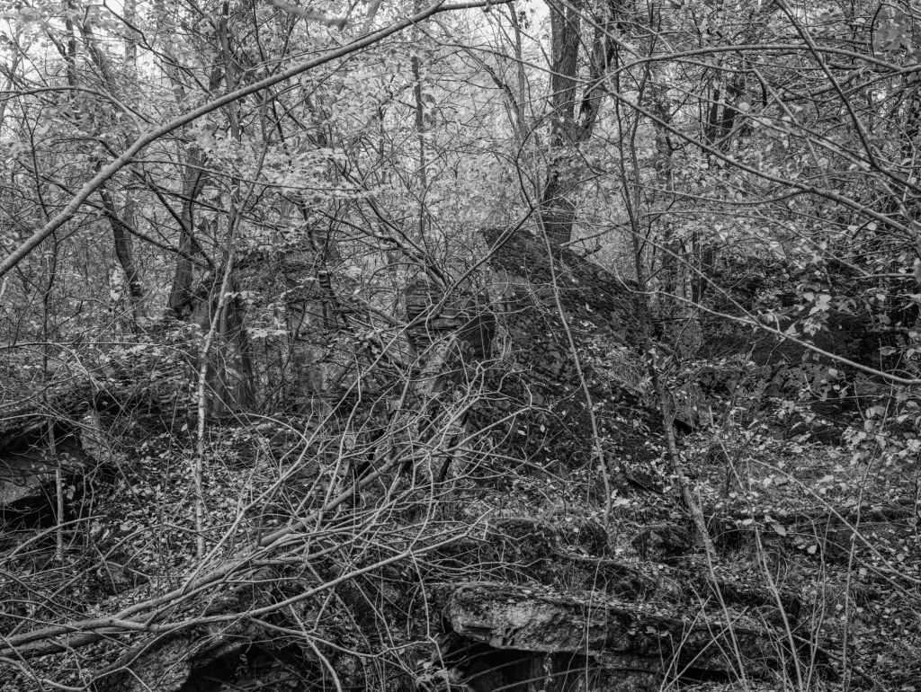 Buchenwald Herbst-Stimmung-II
