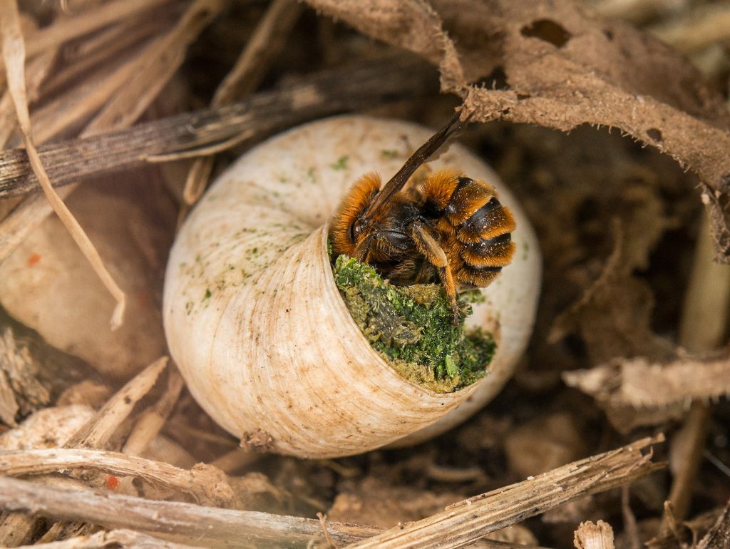 Osmia spec. (Bienenart) im Schneckenhaus