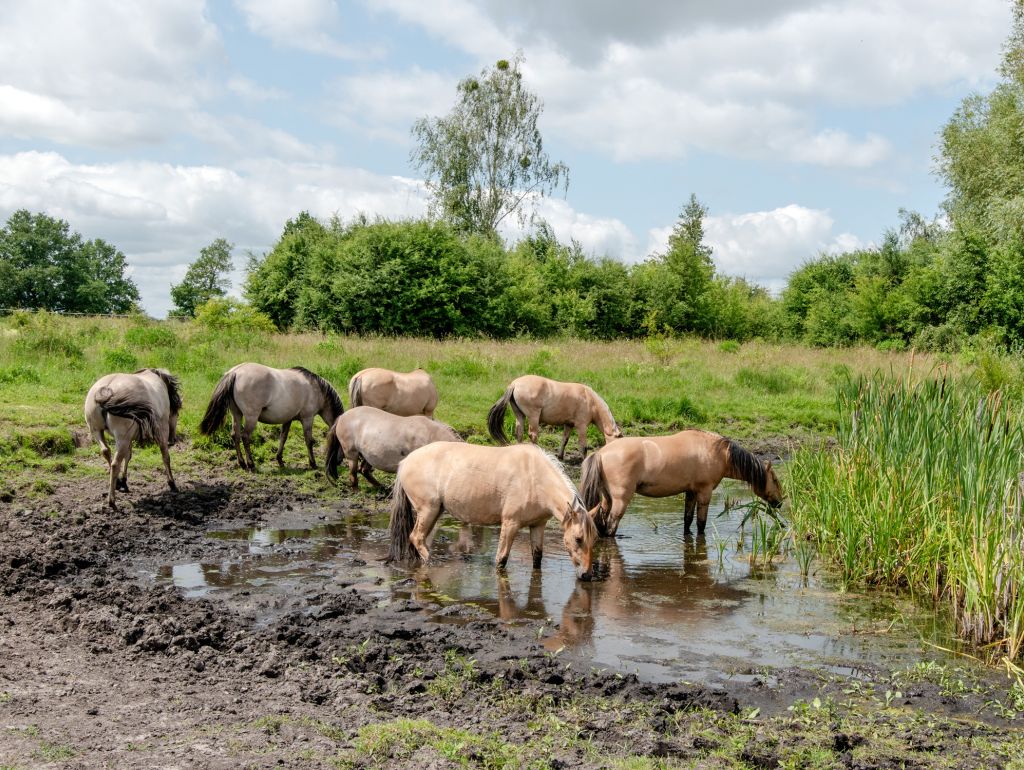 Ferbitzer Bruch, Sielmanns Naturlandschaft Döberitzer Heide am 16.06.2025 mit Jörg Fürstenow, Konik-Pferde