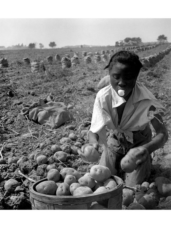 Migrantische Kartoffelpflückerin, Long Island, New York, USA, 1951