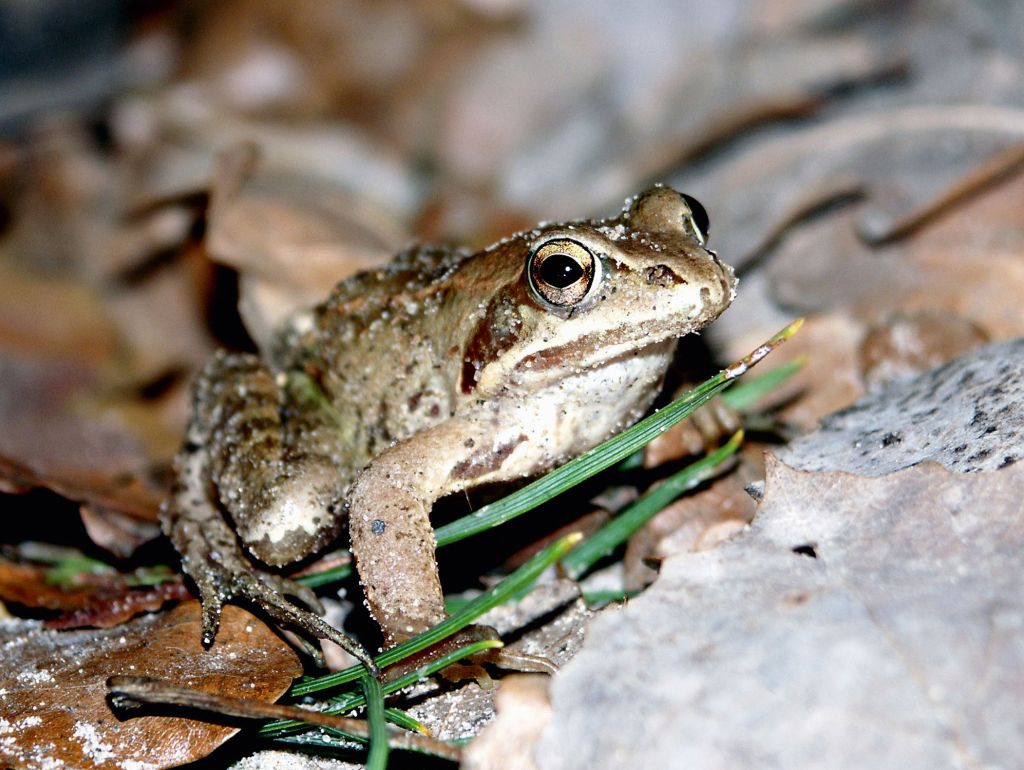 Ein Moorfrosch sitzt auf einem mit Blättern bedecktem Boden.  
