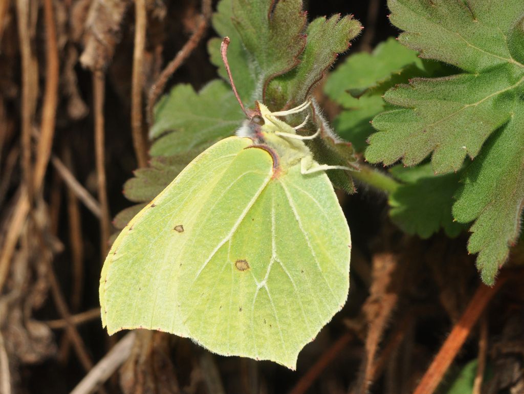 Ein grünen Zitronenfalter gesehen von der Seite guckt nach oben. Sitz auf einem grünen Blumenblatt..  
