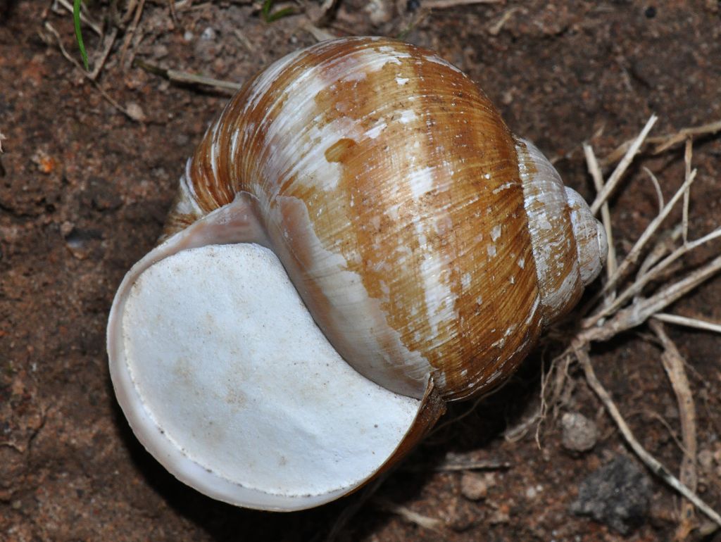 Eine Weinbergschnecke gesehen von oben. Die Öffnung zum Haus ist gedeckt mit einem weißem Kalkdeckel.