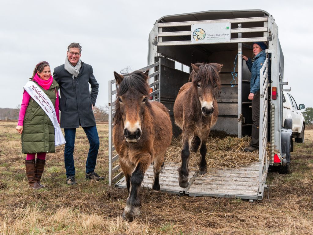 Exmoor-Ponies werden auf die Weide gelassen