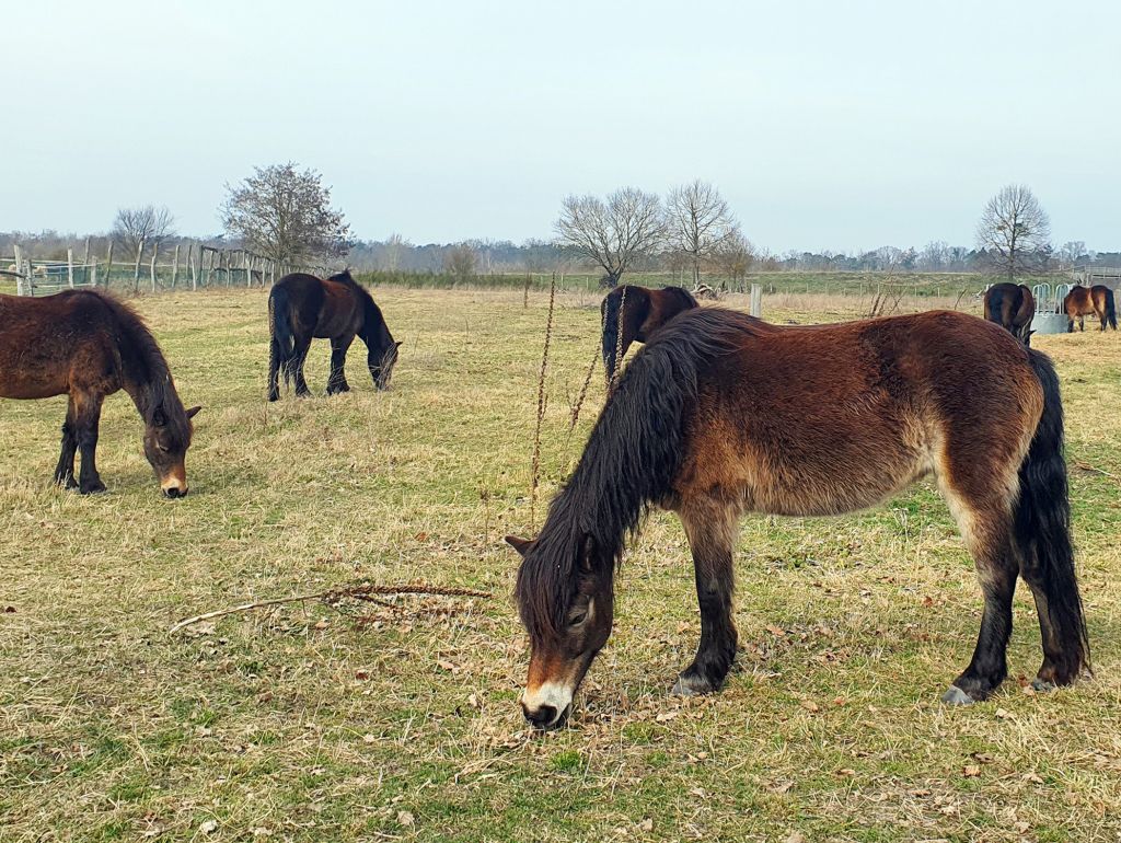 Exmoor-Ponies auf der Weide