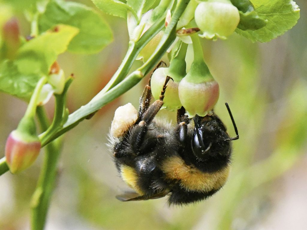 Große Erdhummel (Bombus magnus):  Königin an Heidelbeere (Vaccinium myrtillus)  in der Kyritz-Ruppiner Heide