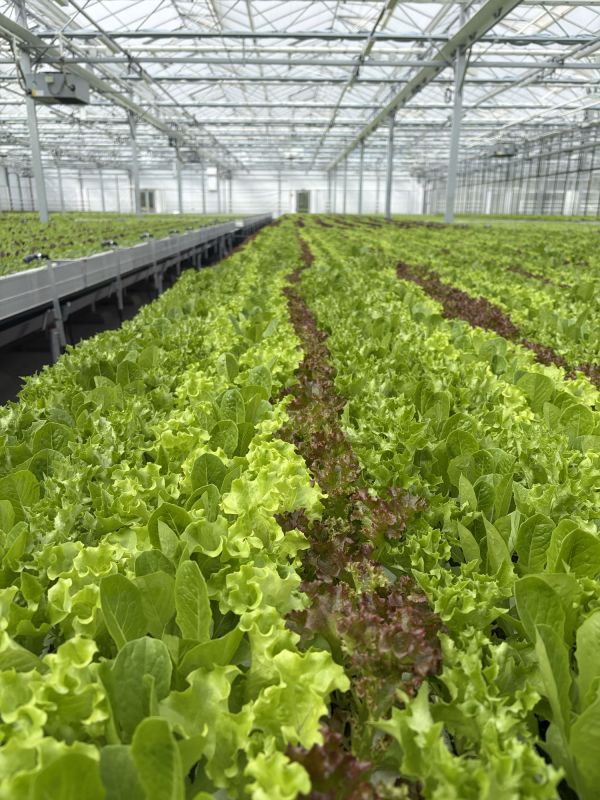 Modernes Gewächshaus mit Reihen aus grünem und rotem Salat unter einem Glasdach.