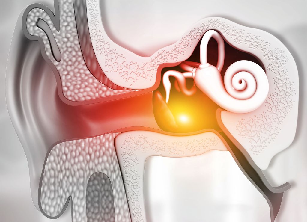 Das vestibuläre Organ im Innenohr