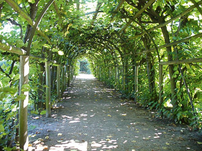 Laubengänge mit Weinreben im Holländischen Garten 