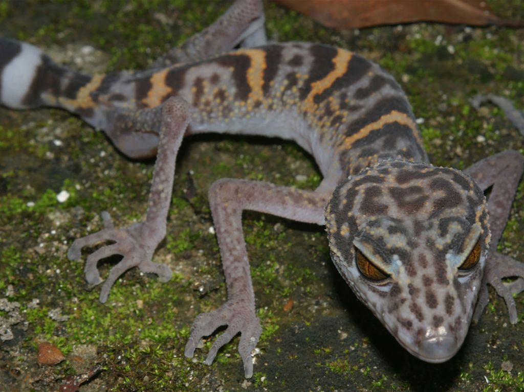 Kleines Reptil aus der Familie der Lidgeckos sitzend auf Stein 