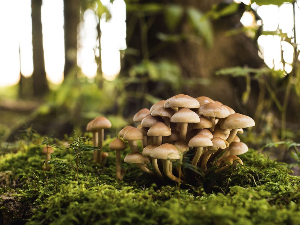 Pilze die im Wald auf einer Moosschicht wachsen