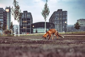 Fuchs vor dem Hauptbahnhof Berlin