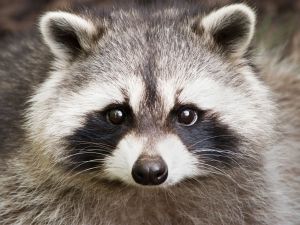 Ein Wäschbär