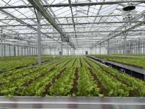 Ein großes, modernes Gewächshaus mit Reihen von grünem und rotblättrigem Salat, der in langen hydroponischen Anbaurinnen wächst. Das Glasdach wird von einer Metallkonstruktion getragen. An der Decke sind Bewässerungsleitungen, Belüftungsanlagen und automatische Klimasteuerungssysteme zu sehen. Die Anlage zeigt eine moderne, technologisch fortschrittliche Form der Landwirtschaft.